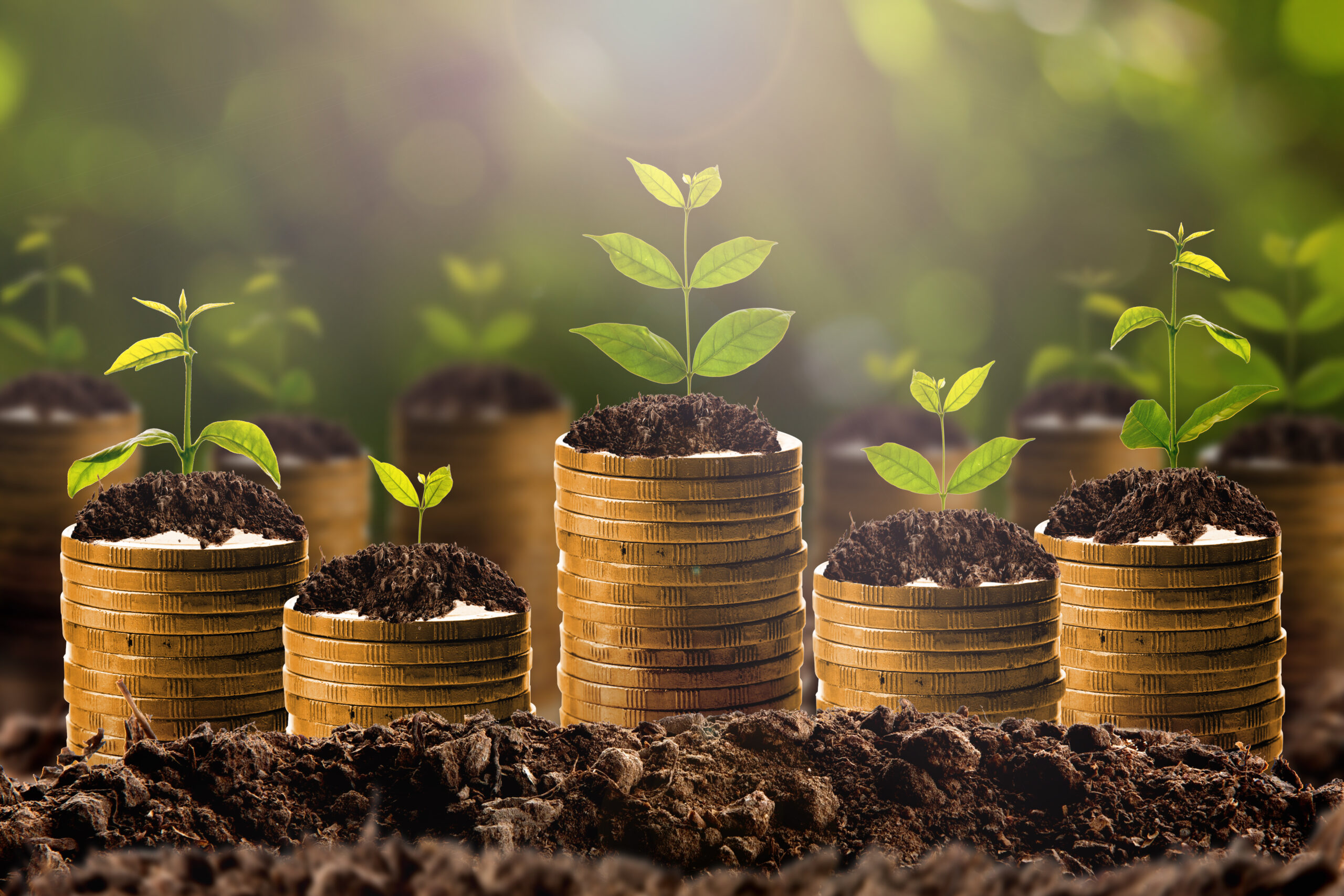 Money growing in soil , Business success concept.